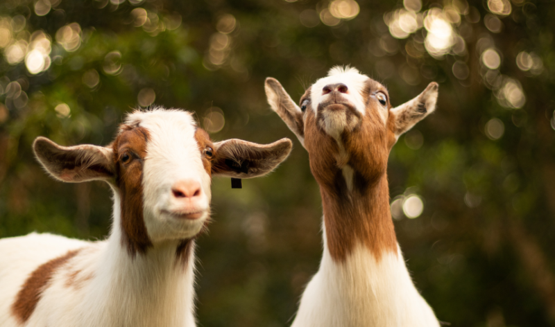 Породы коз с фото и описанием | Козы, Бурская коза, Козлята