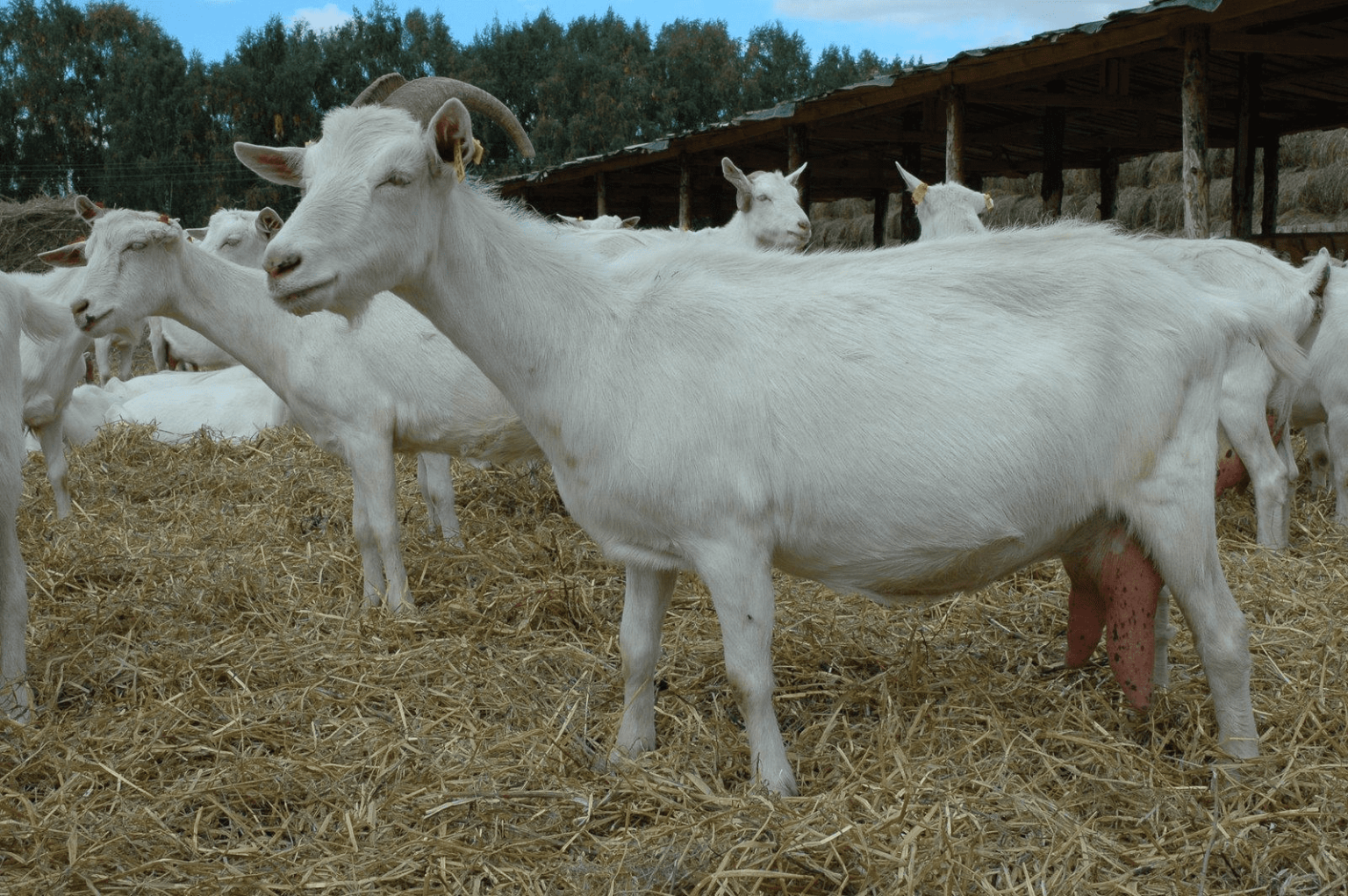 Каких коз молоко без запаха. Мегрельская порода коз. Зааненская пуховая коза. Зааненская порода козлята. Коза молочная зааненская.