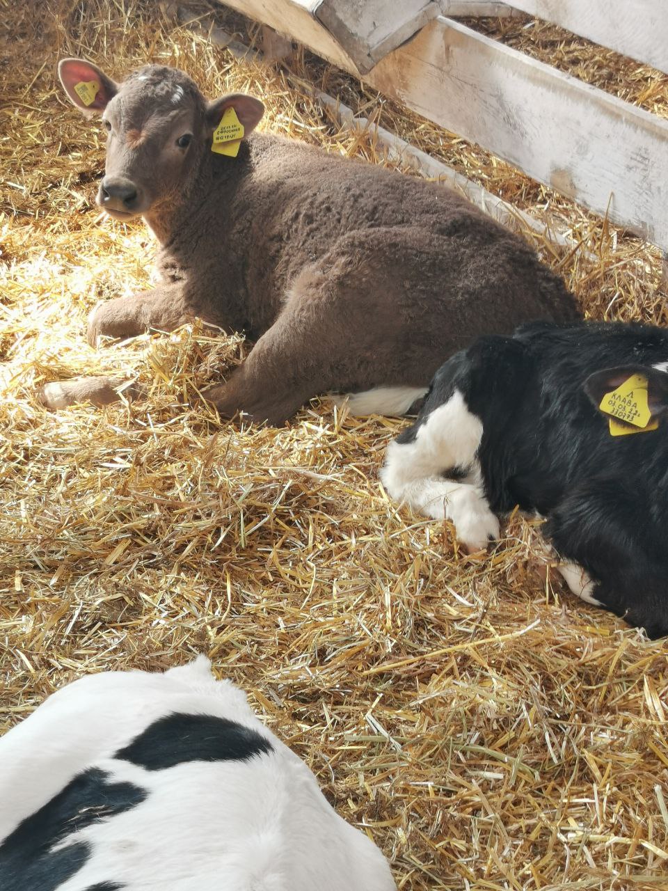 коровы в поле. племенное хозяйство юбилейное. продам крс фото. коровы в россии. капитал прок.