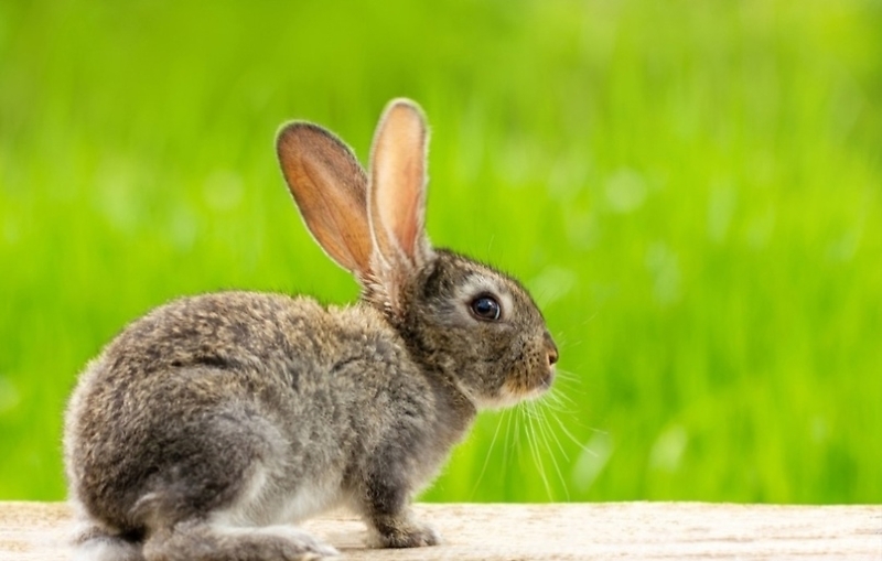 Что важно знать при содержании кроликов