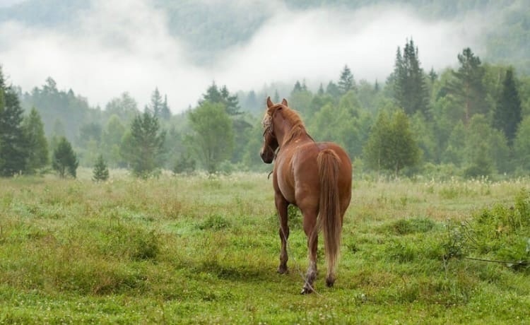 Как распознать ламинит у лошадей