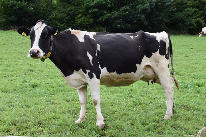 Причины и симптомы пироплазмоза у коров