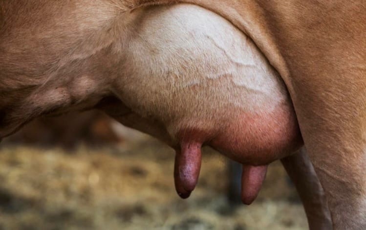 Почему важна гигиена вымени у коров?
