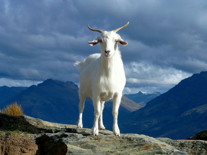 Топ-5 советов по кормлению дойных коз