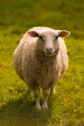 ТОП-5 интересных фактов про овец