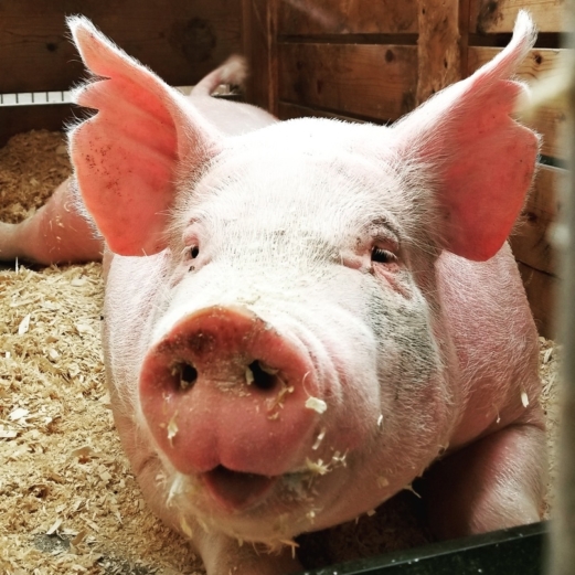ТОП-5 правил выращивания свиней