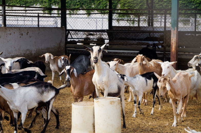 ТОП-5 правил доения коз