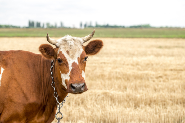 Как правильно кормить новотельных коров в летний период